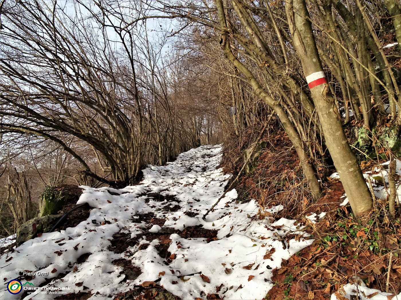 16 Salendo la mulattiera nel bosco.JPG